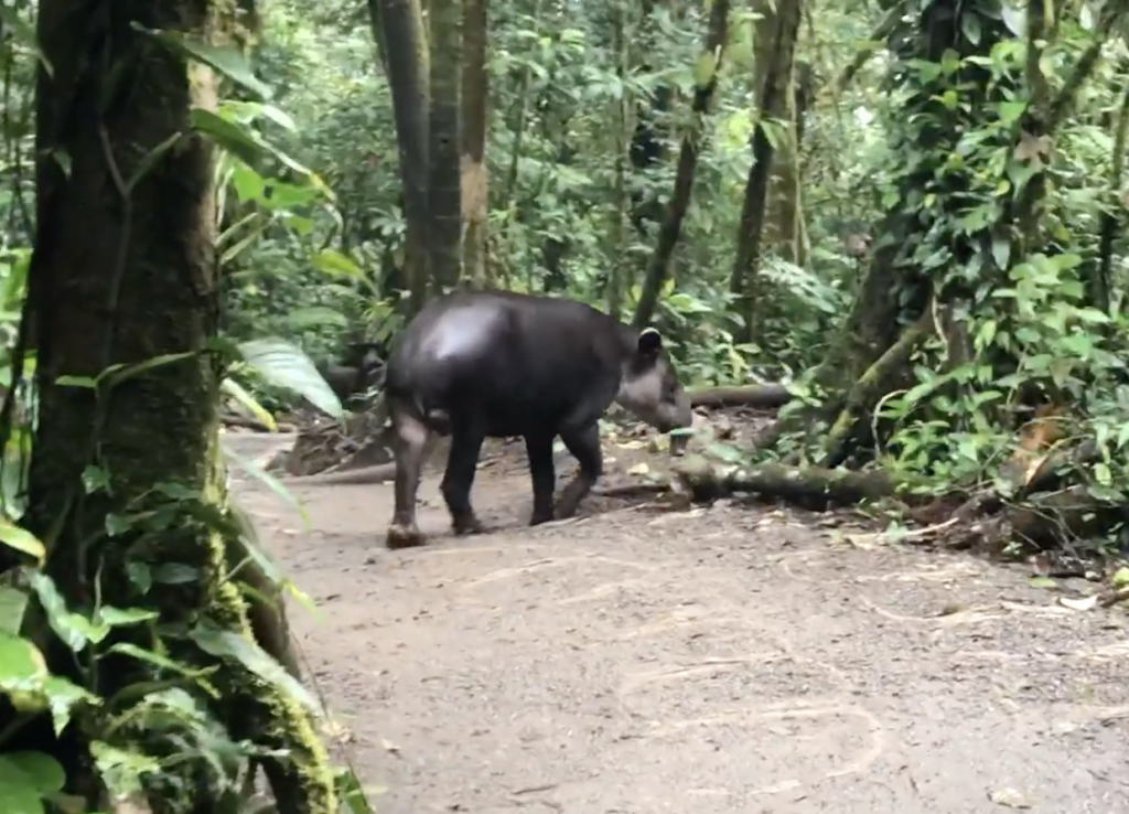 Un tapir géant au Costa Rica