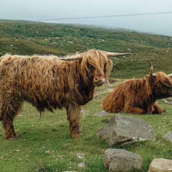 Highland cows vaches