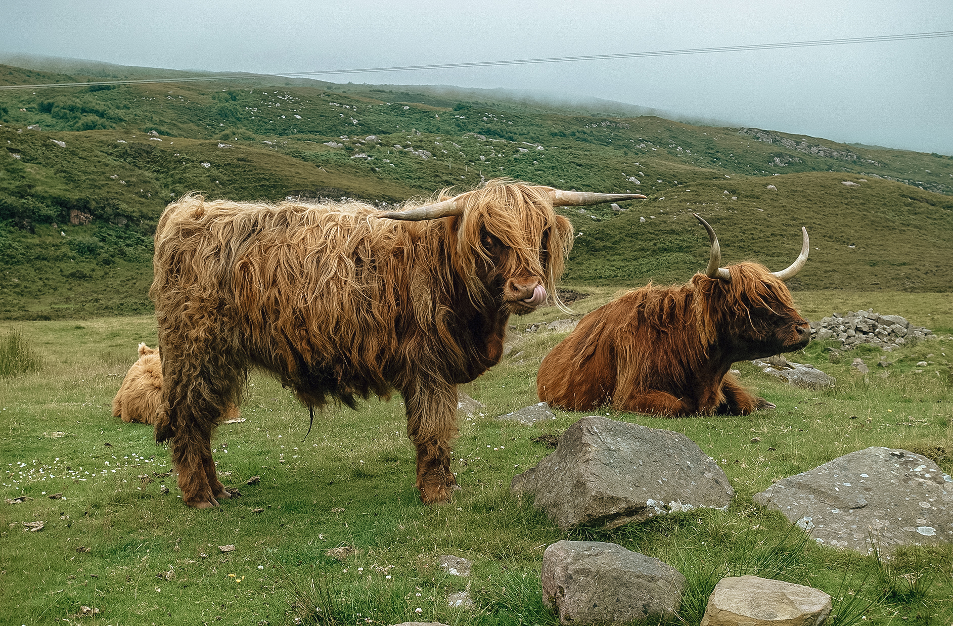 Highland cows vaches